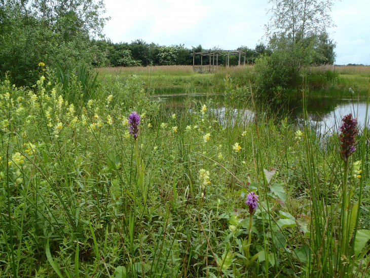 Natuurontwikkeling Noordwolde