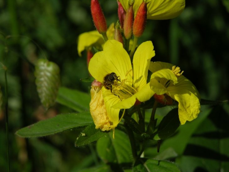 Zweefvlieg op Theunisbloem