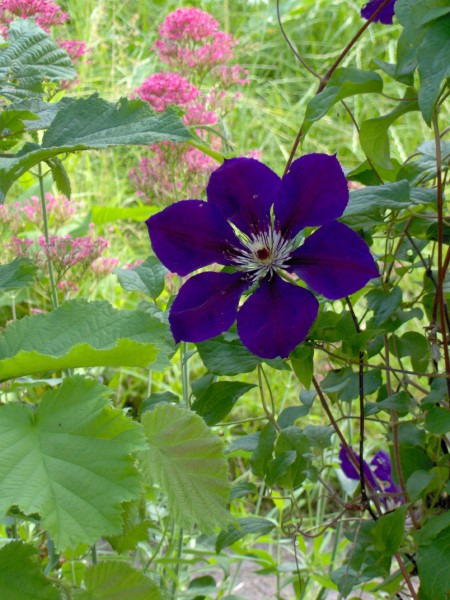 Clematis Etoille Violette